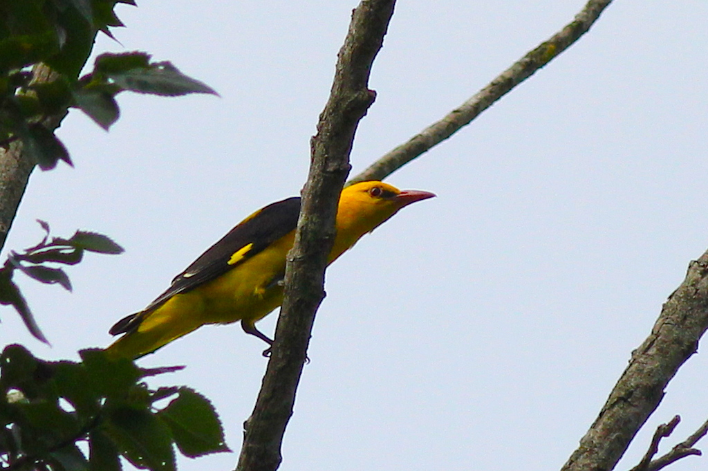 Eurasian Golden Oriole