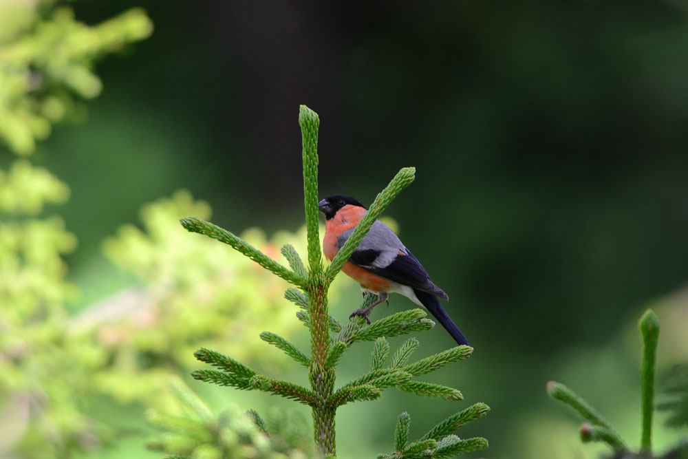 Eurasian Bullfinch