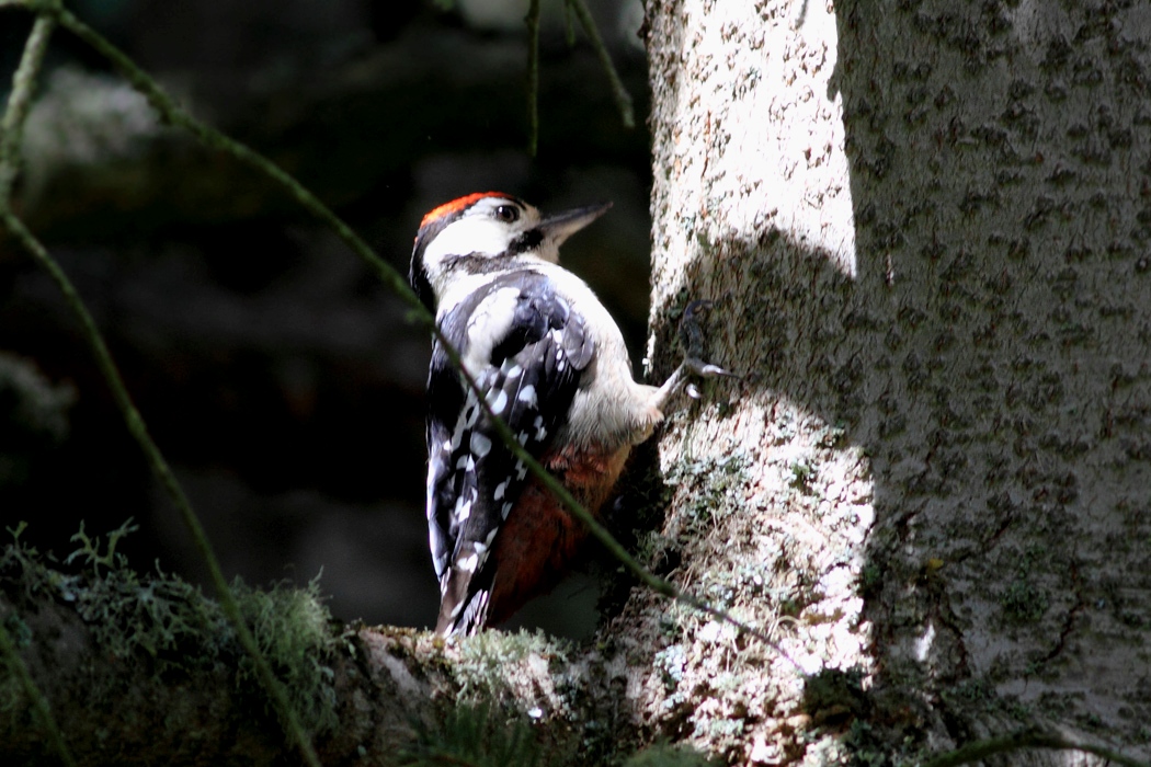 Great Spotted Woodpecker