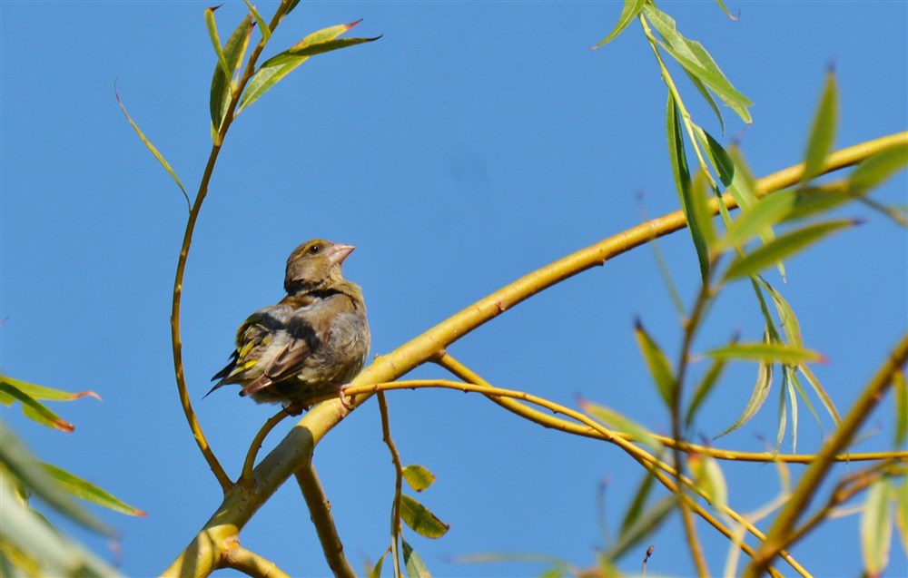 European Greenfinch
