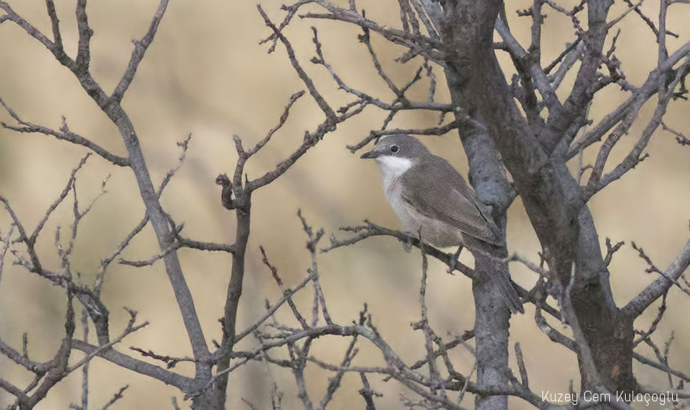 Eastern Orphean Warbler