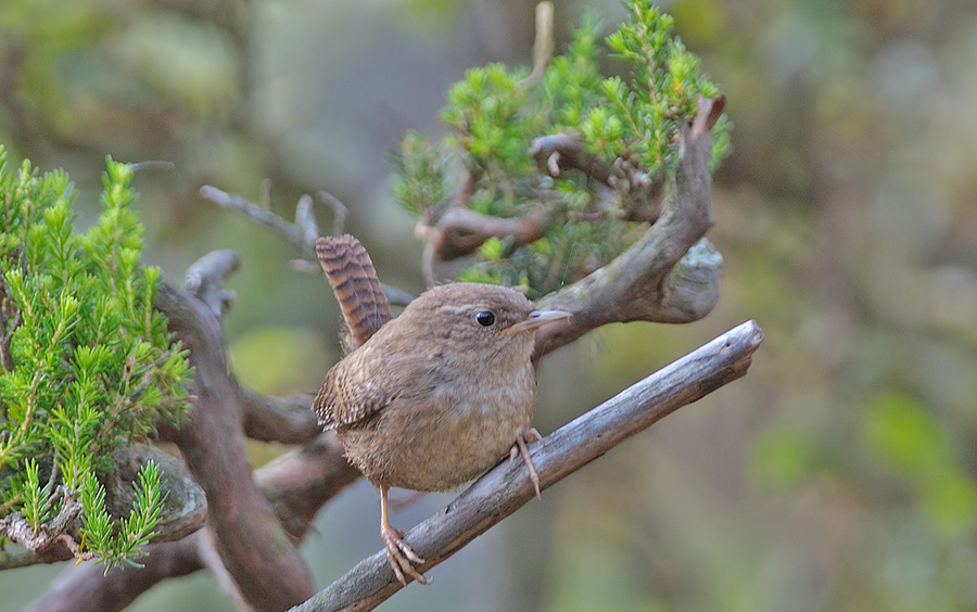 Çıtkuşu