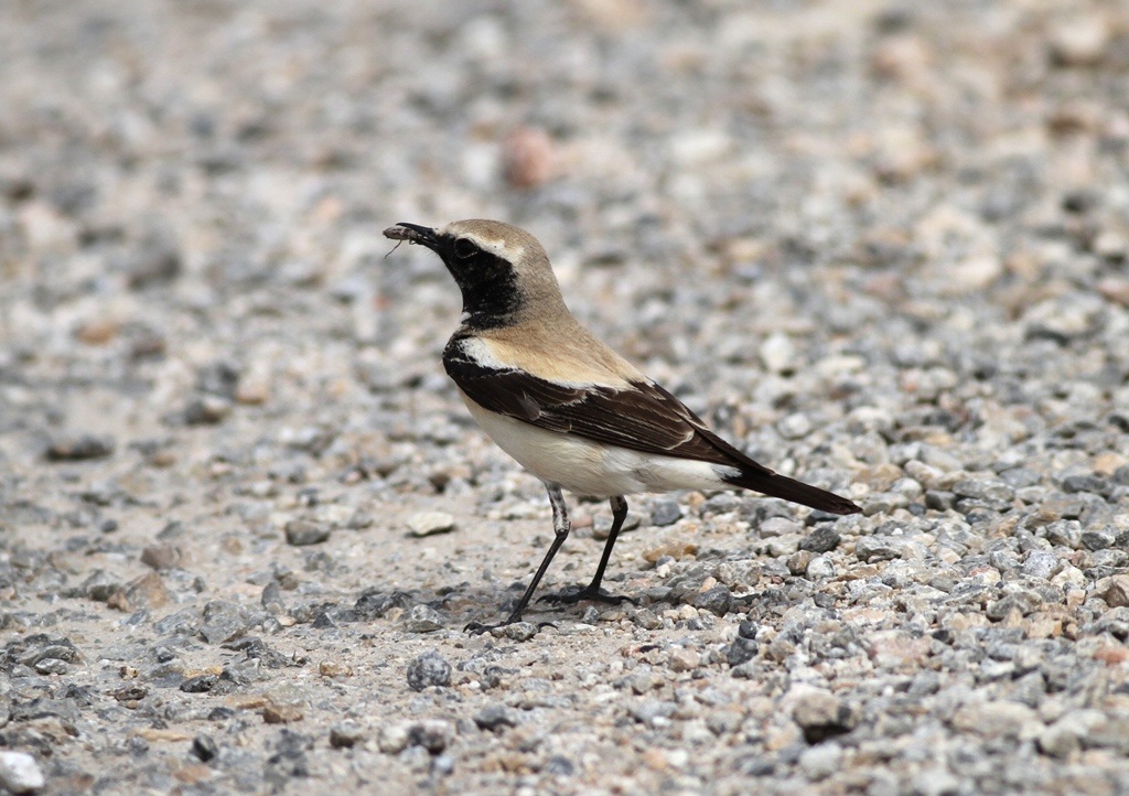 Desert Wheatear