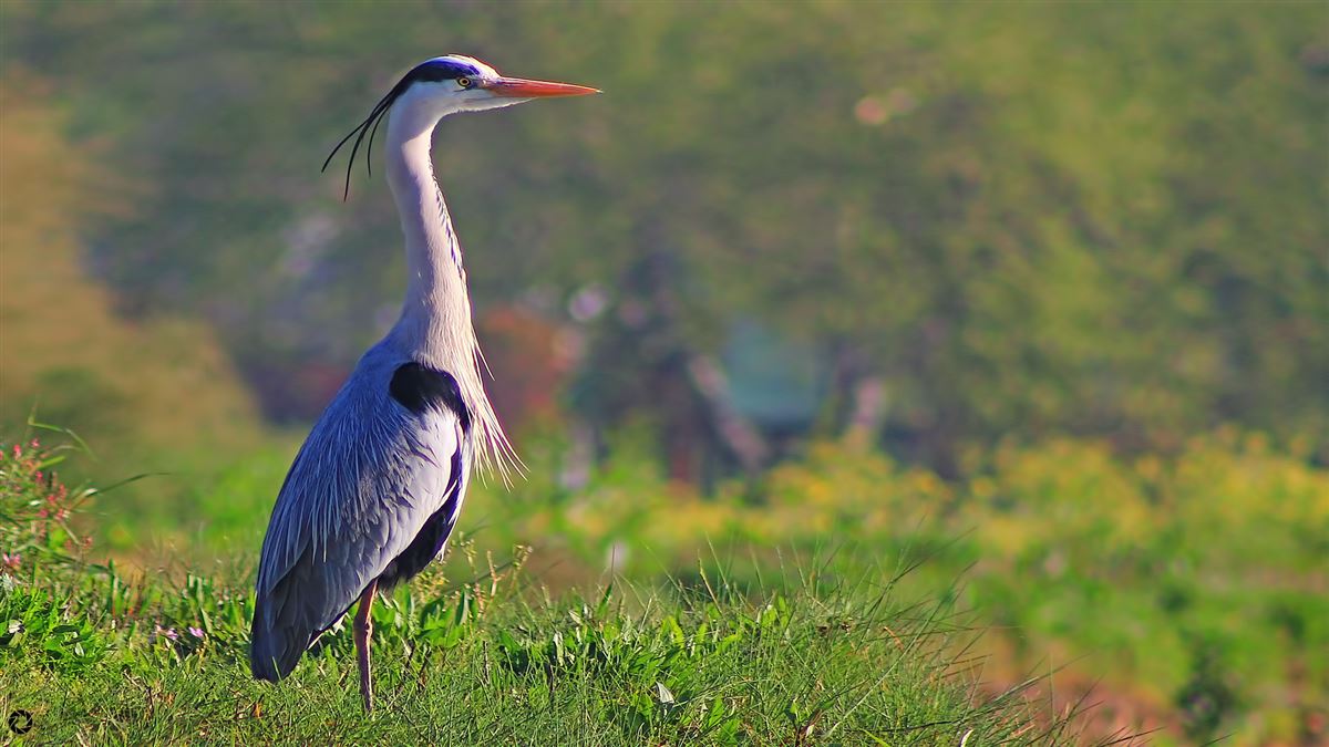 Gri Balıkçıl