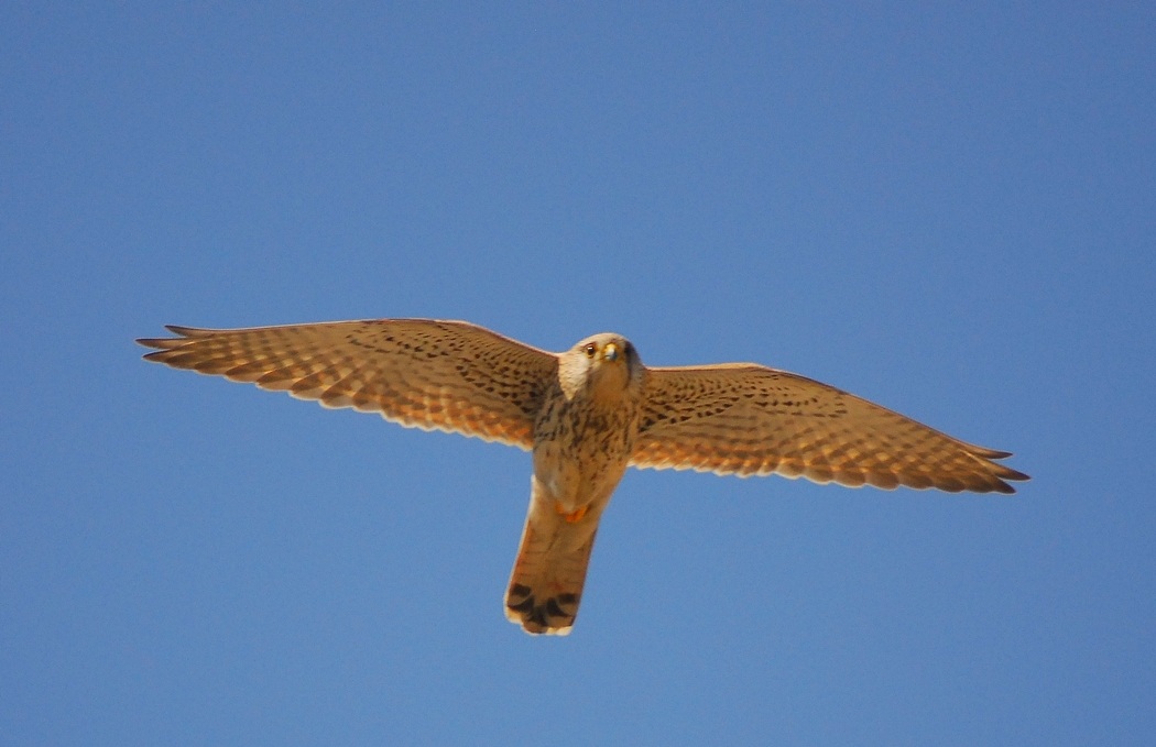 Common Kestrel