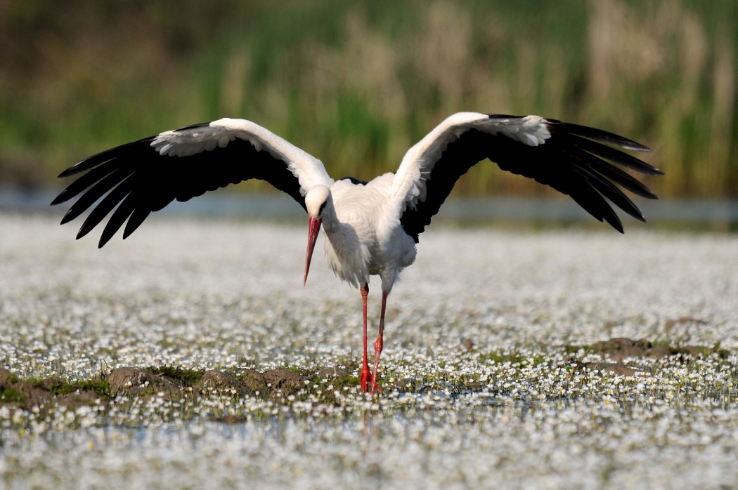 White Stork