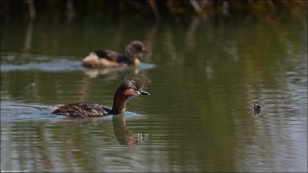 Little Grebe