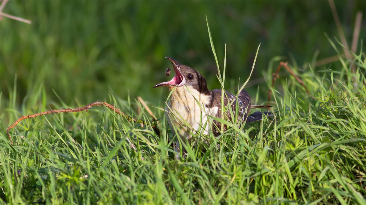 Great Spotted Cuckoo