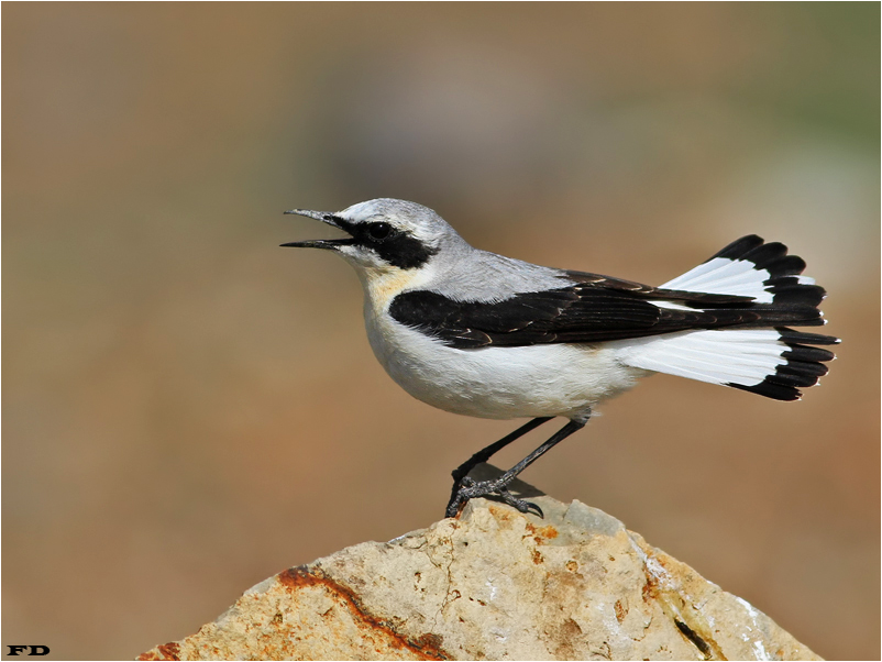 Northern Wheatear