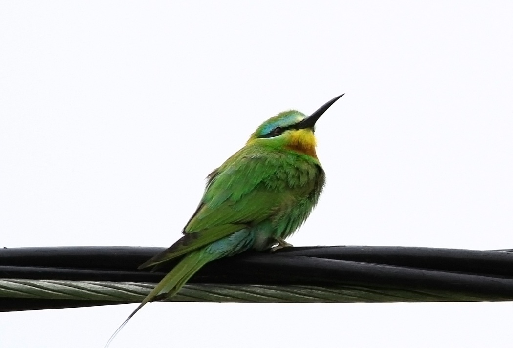 Blue-cheeked Bee-eater