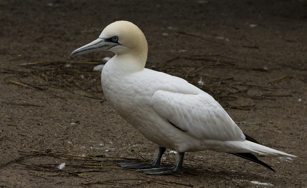 Northern Gannet