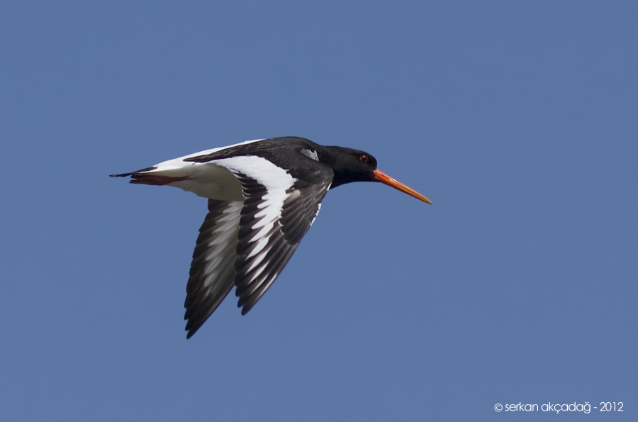 Eurasian Oystercatcher
