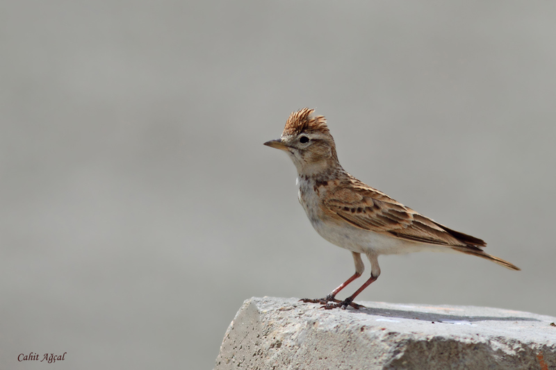 Greater Short-toed Lark