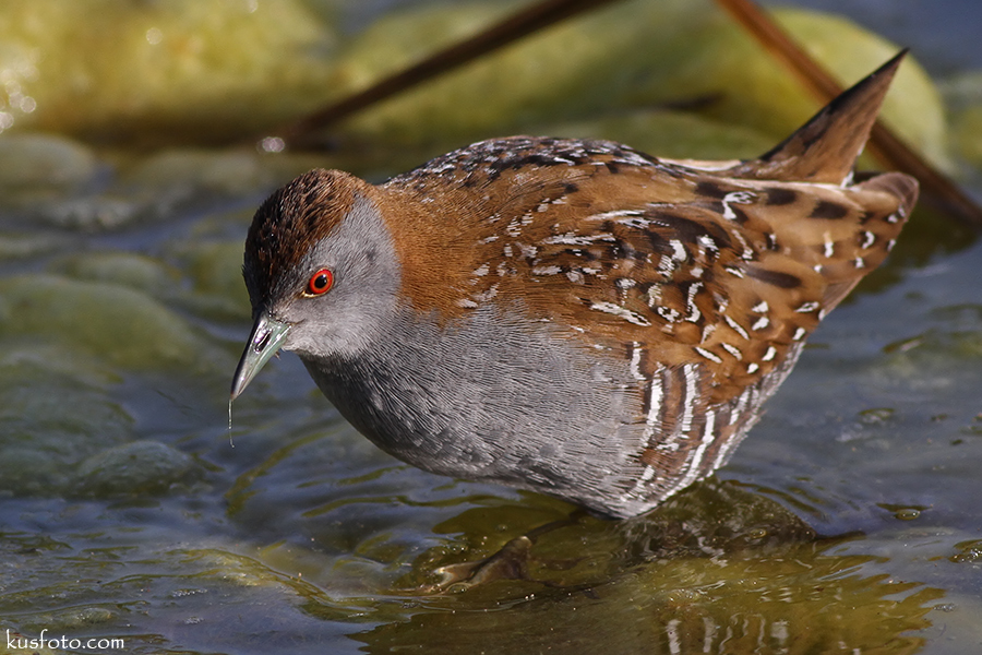 Baillon`s Crake