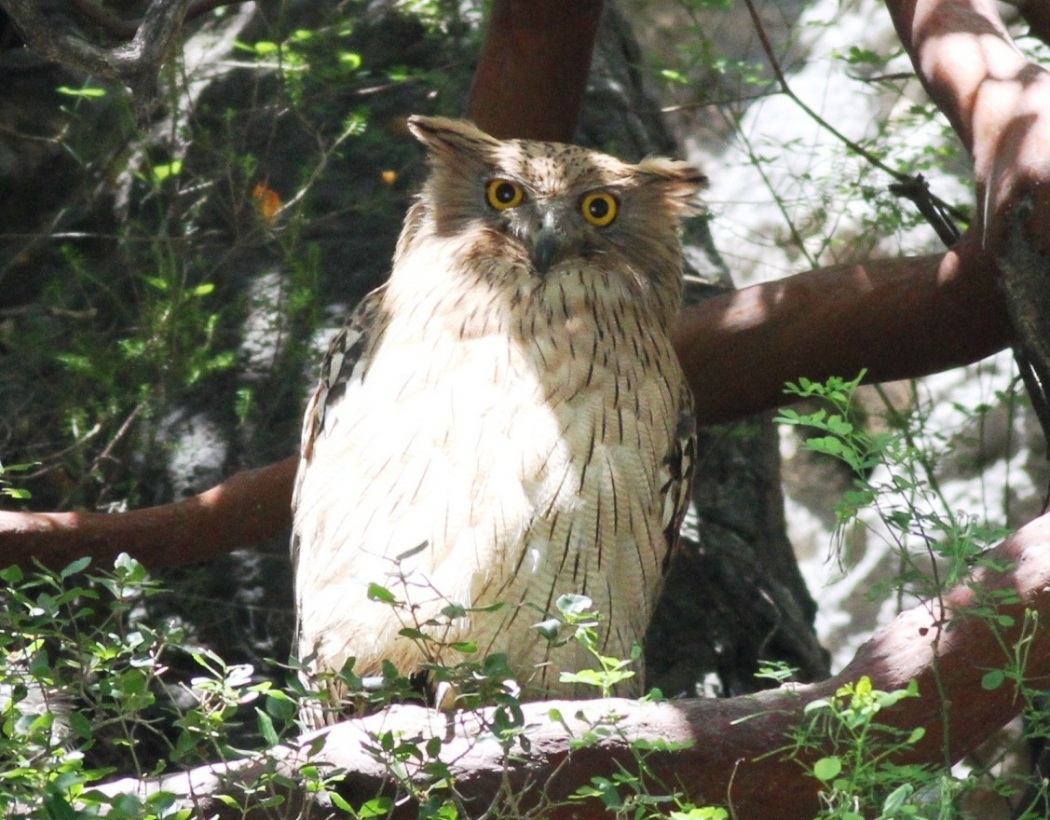 Brown Fish Owl