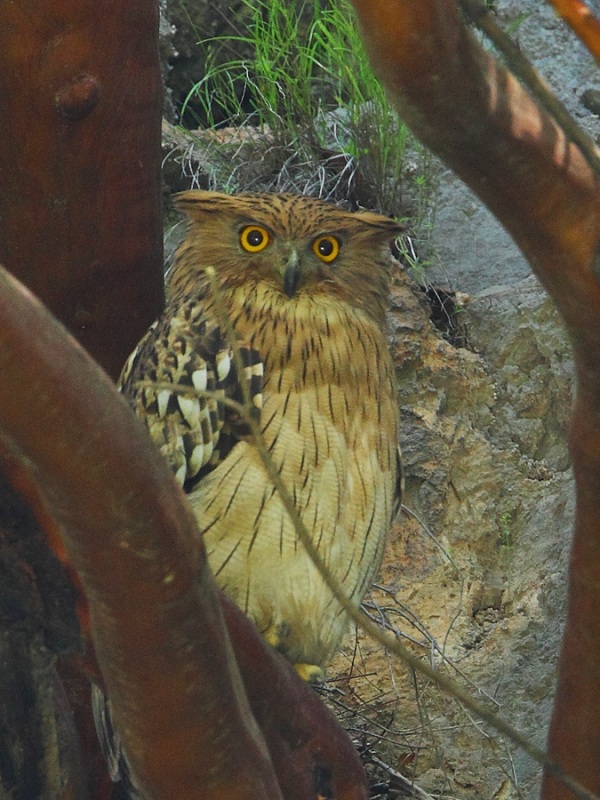 Brown Fish Owl