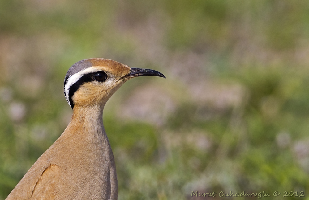 Cream-colored Courser