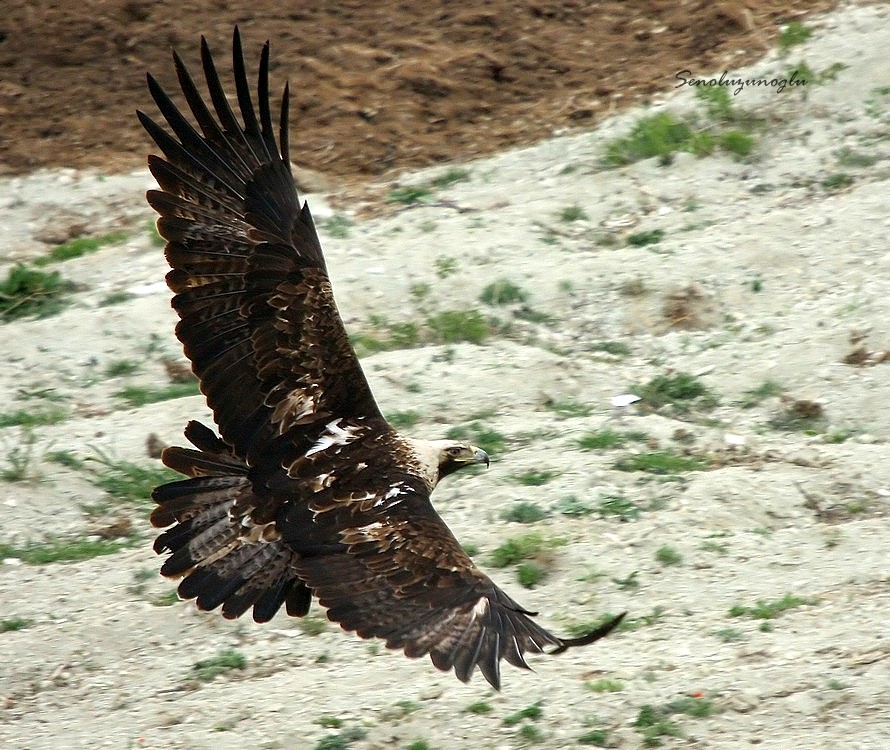 Şah Kartal