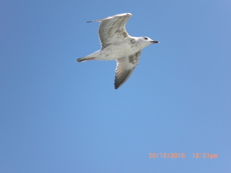 Common Gull