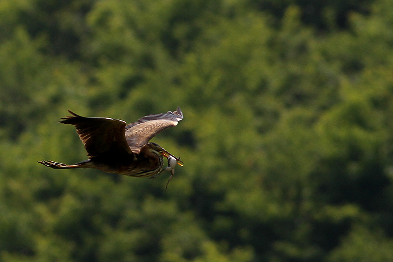 Erguvani Balıkçıl