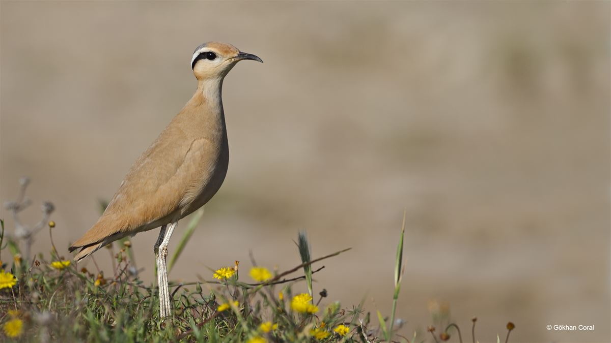 Cream-colored Courser