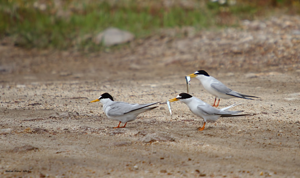 Küçük Sumru