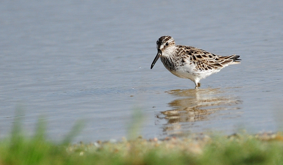 Broad-billed Sandpiper