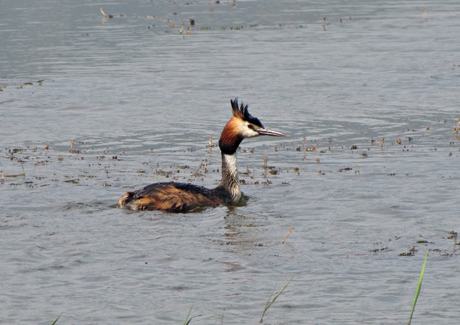 Great Crested Grebe