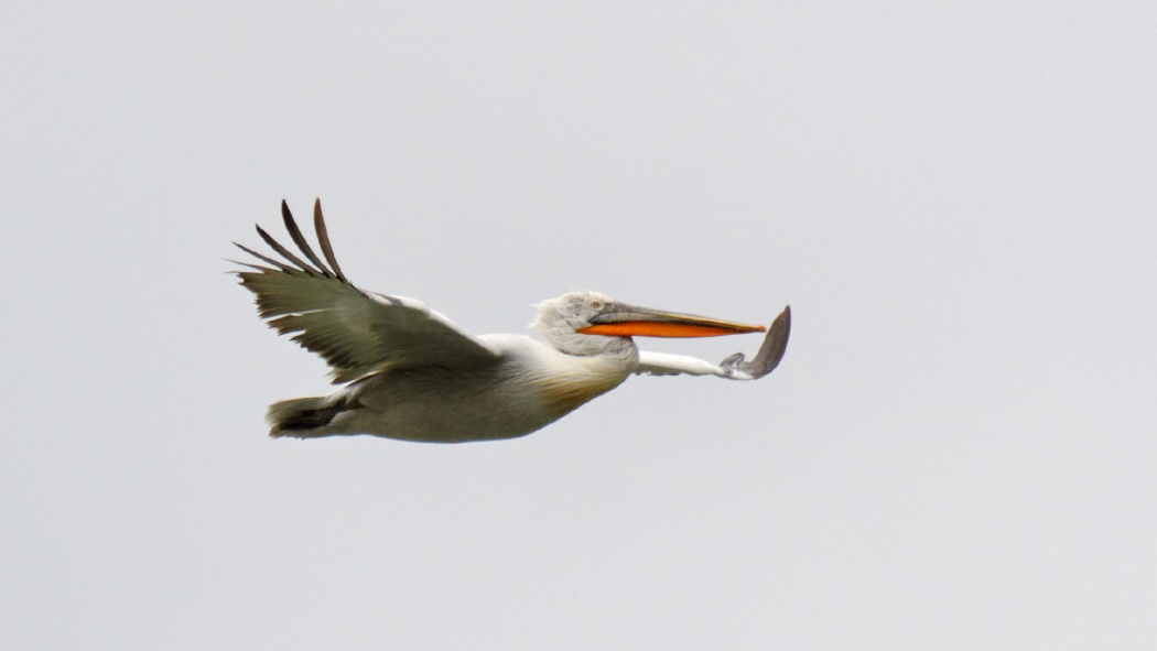 Dalmatian Pelican