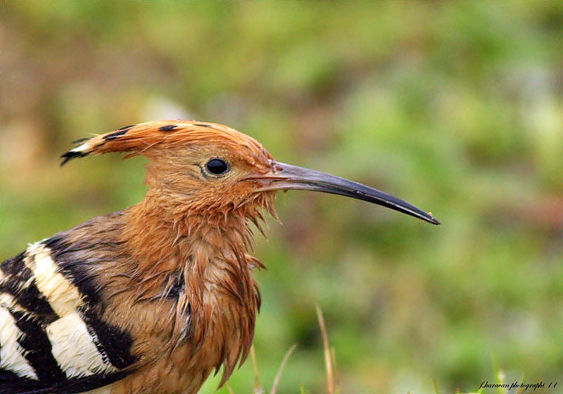 Eurasian Hoopoe