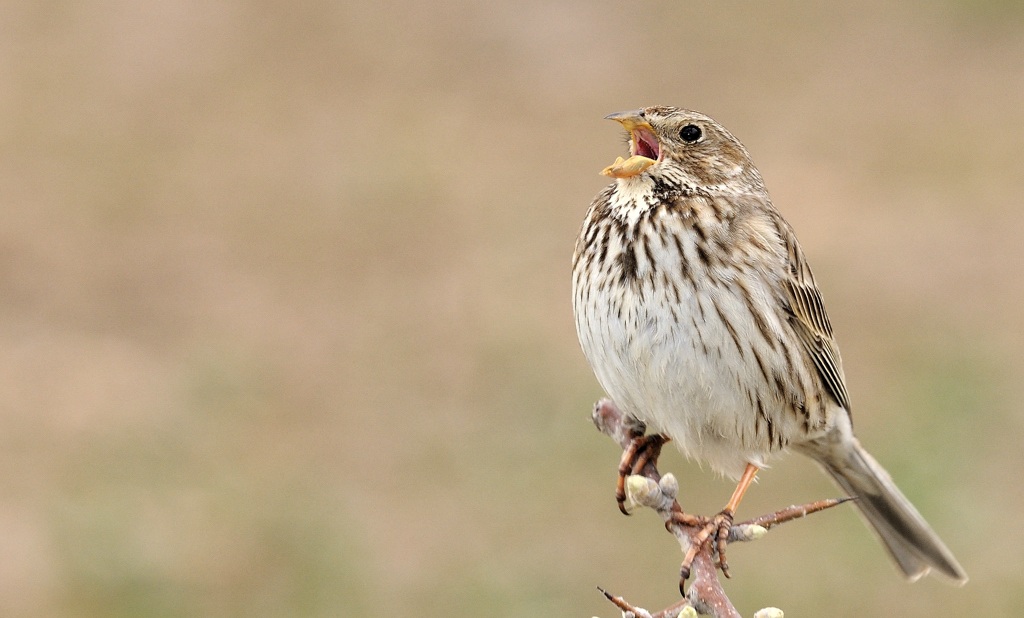 Corn Bunting