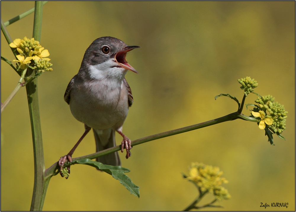 Common Whitethroat