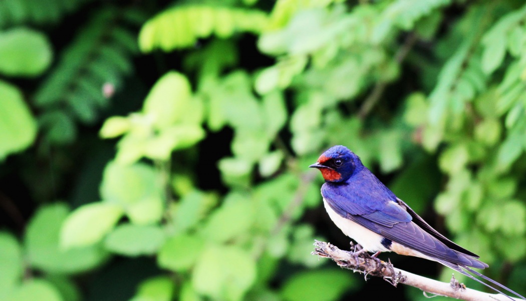 Barn Swallow