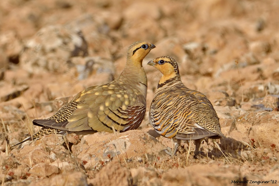 Kılkuyruk Bağırtlak