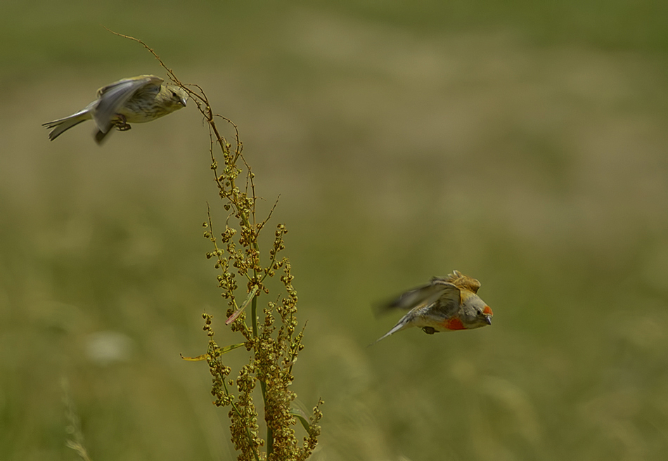 Common Linnet