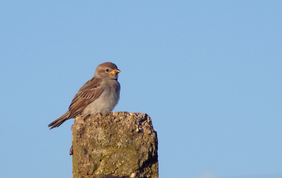 House Sparrow