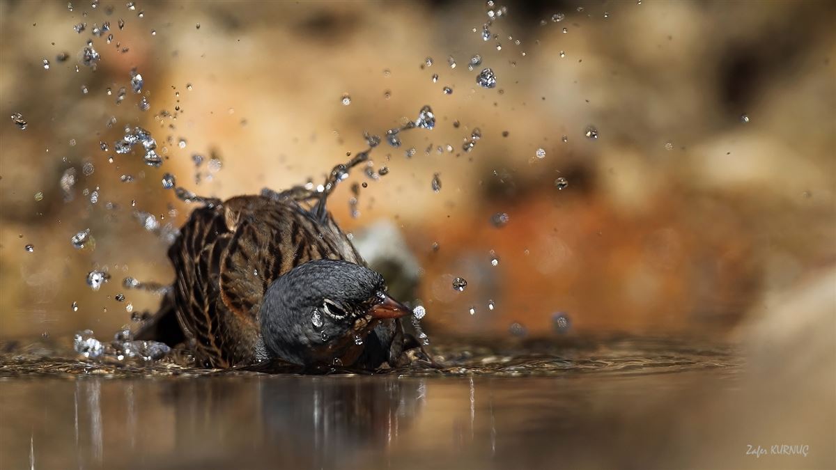 Cretzschmar`s Bunting
