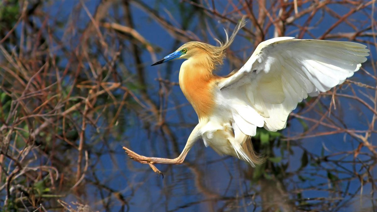 Squacco Heron