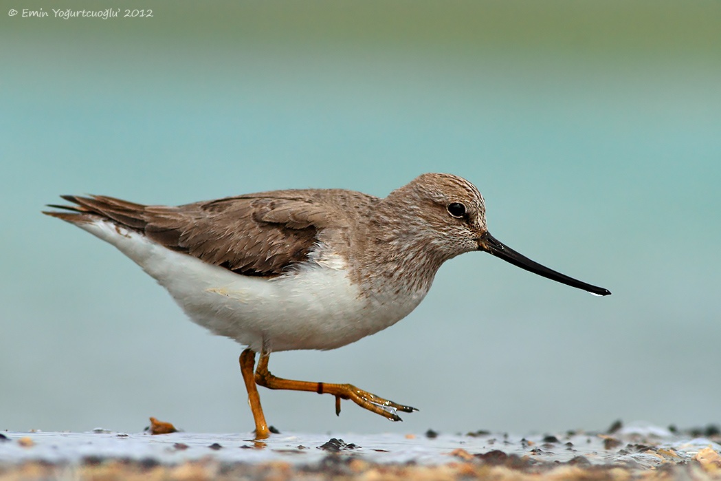 Terek Sandpiper