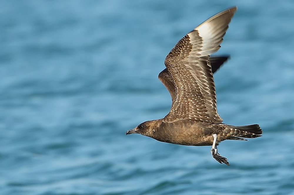 Pomarine Jaeger