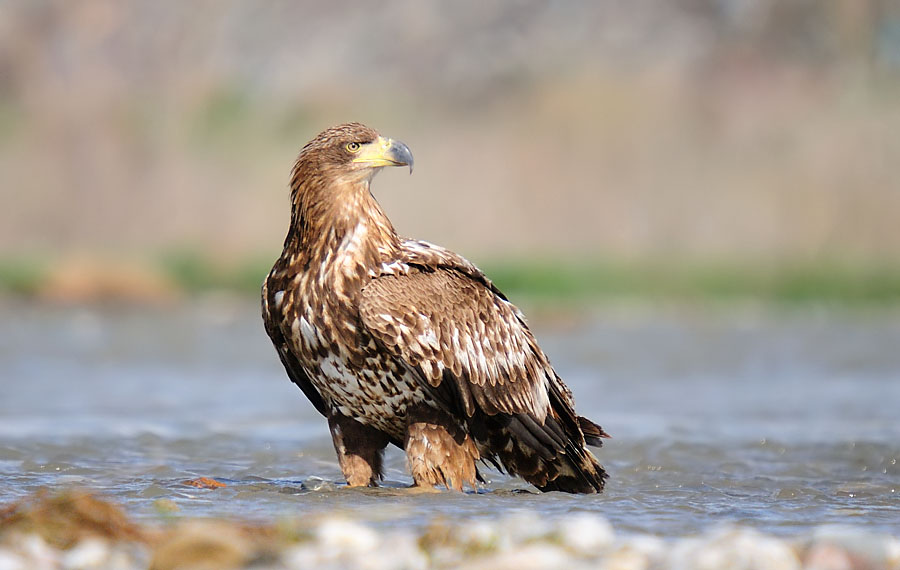 Akkuyruklu Kartal