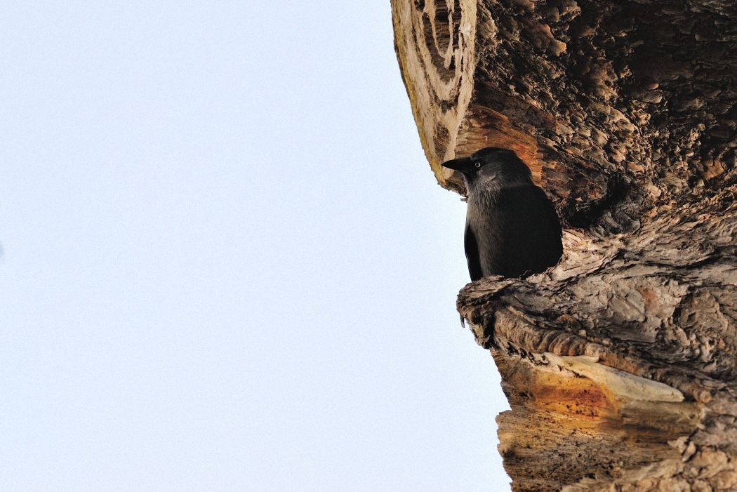 Küçük Karga