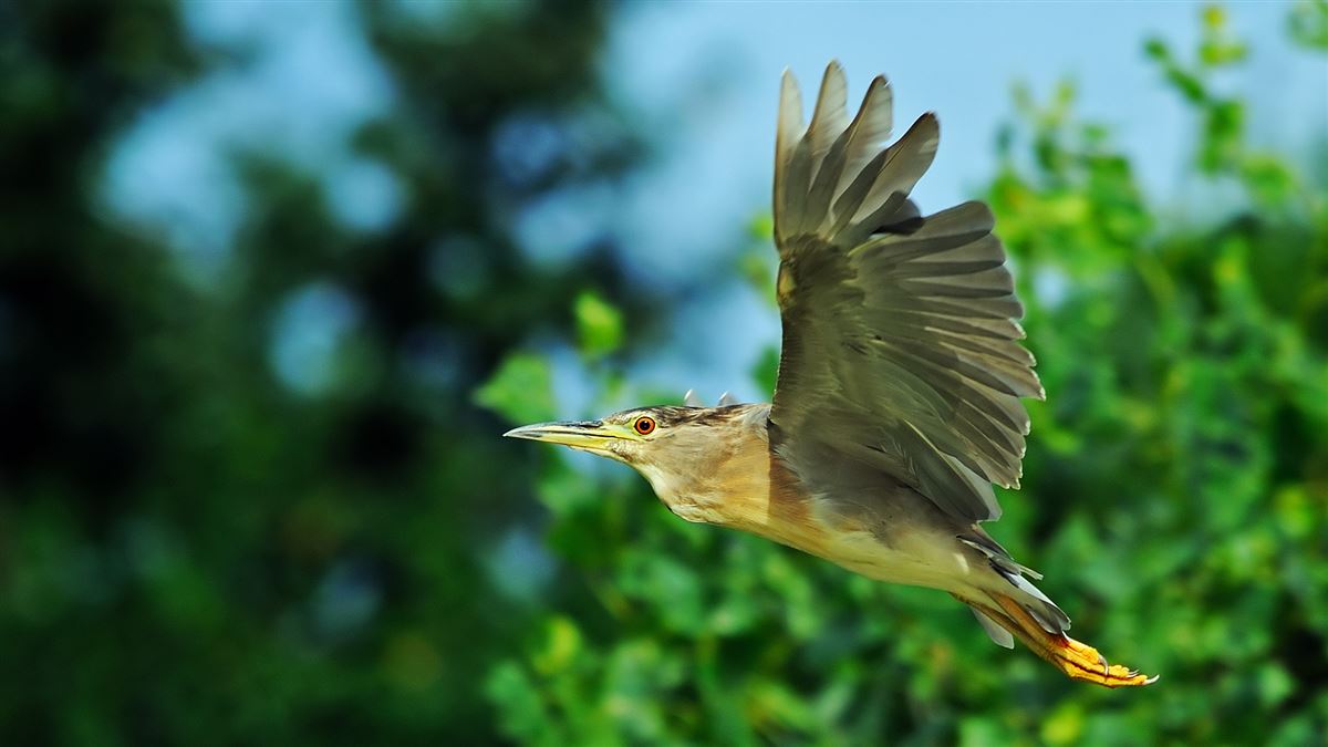 Black-crowned Night Heron
