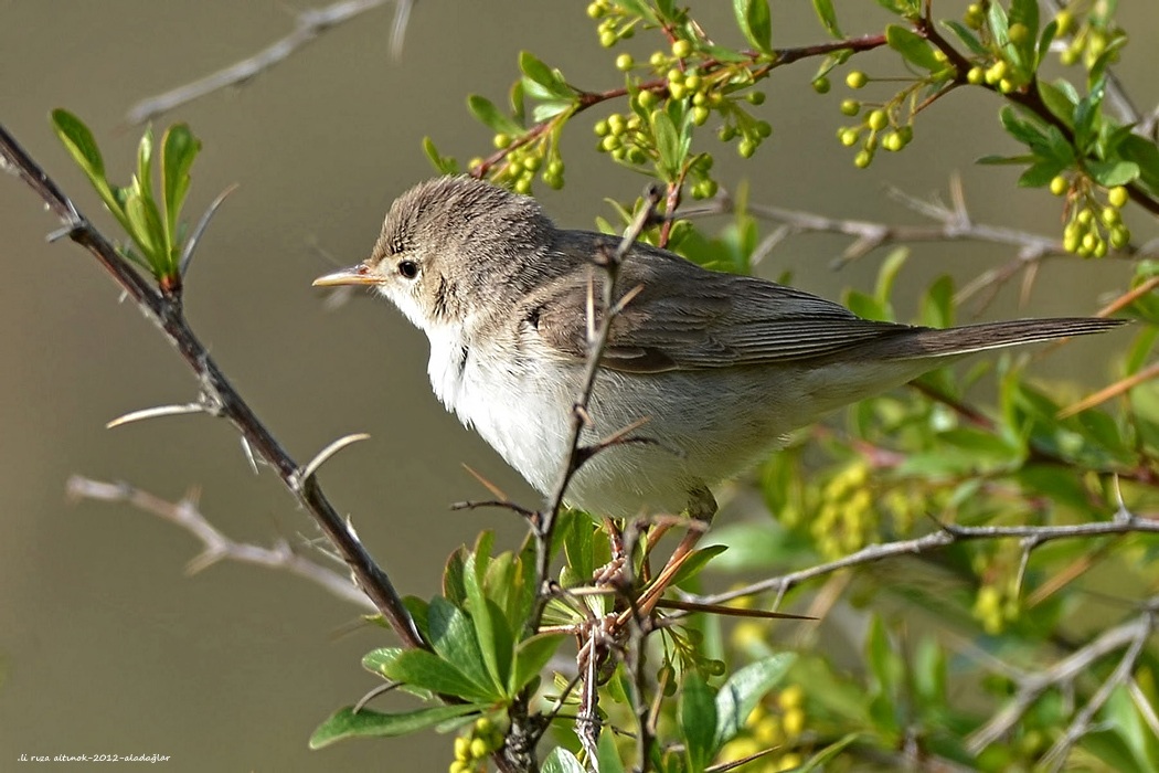 Upcher`s Warbler