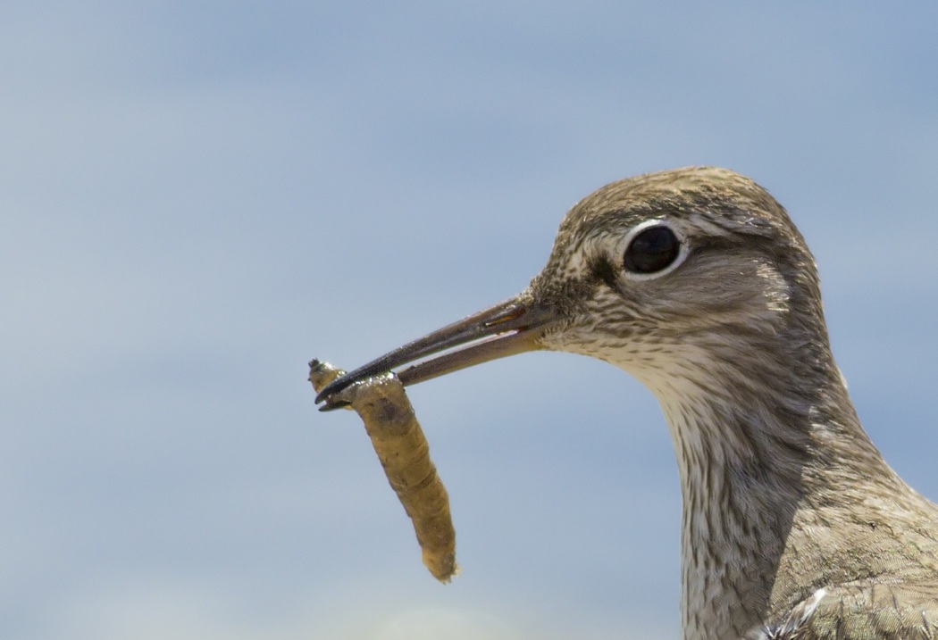 Common Sandpiper