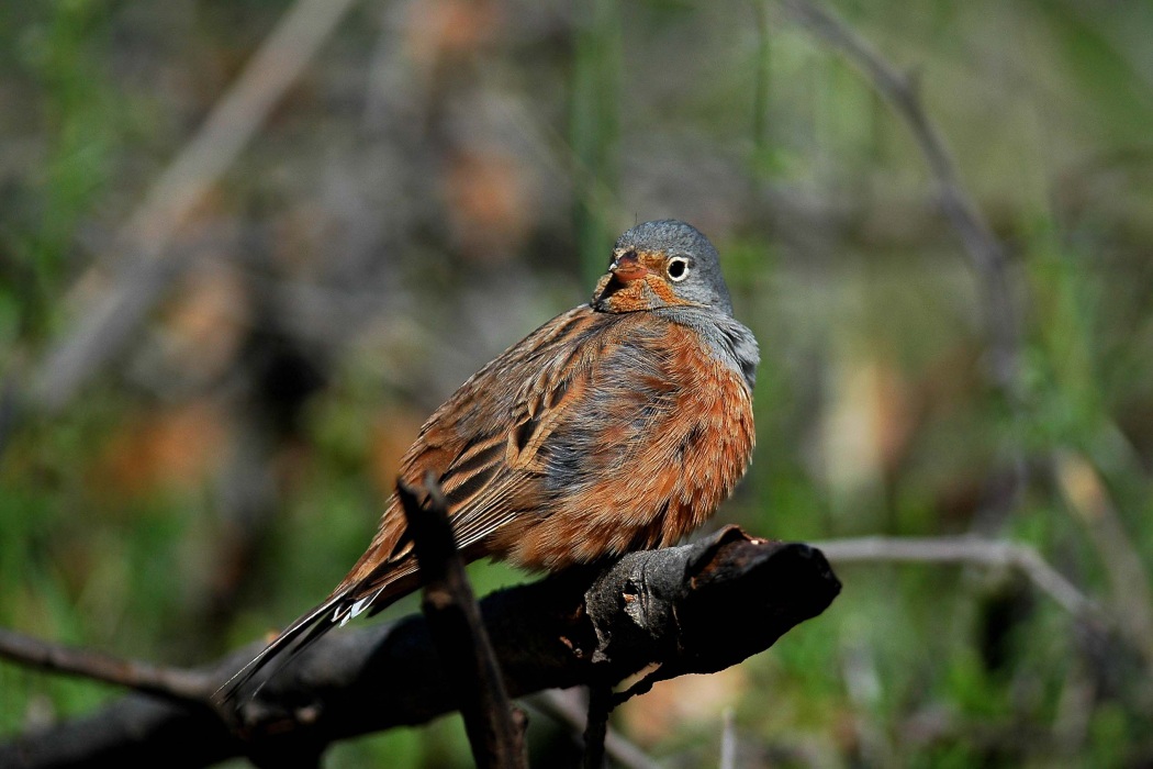 Cretzschmar`s Bunting