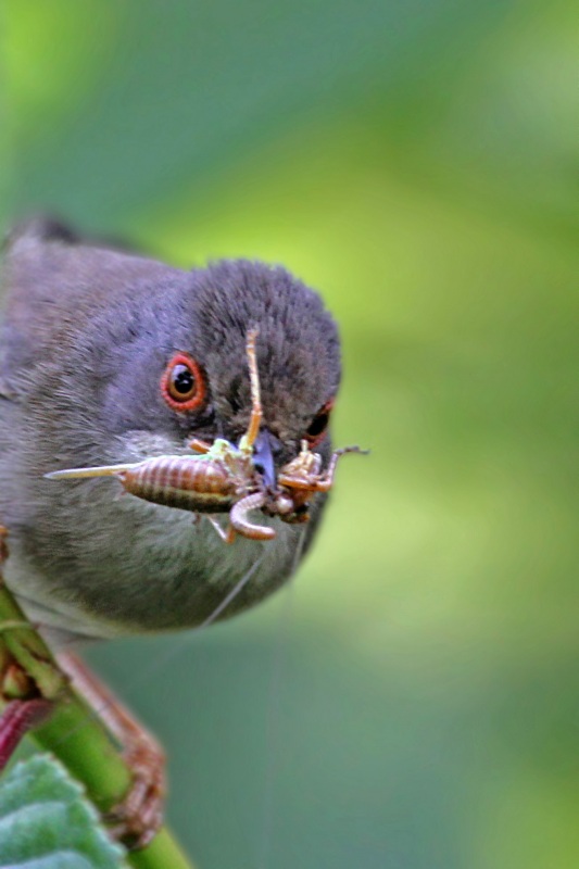 Sardinian Warbler