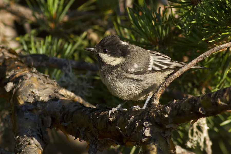 Coal Tit