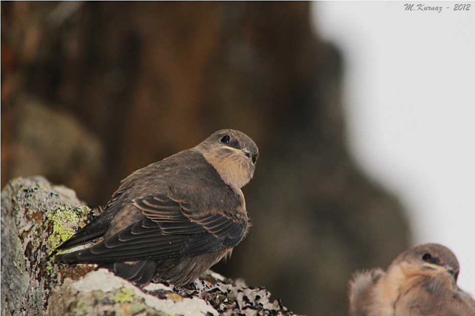 Eurasian Crag Martin