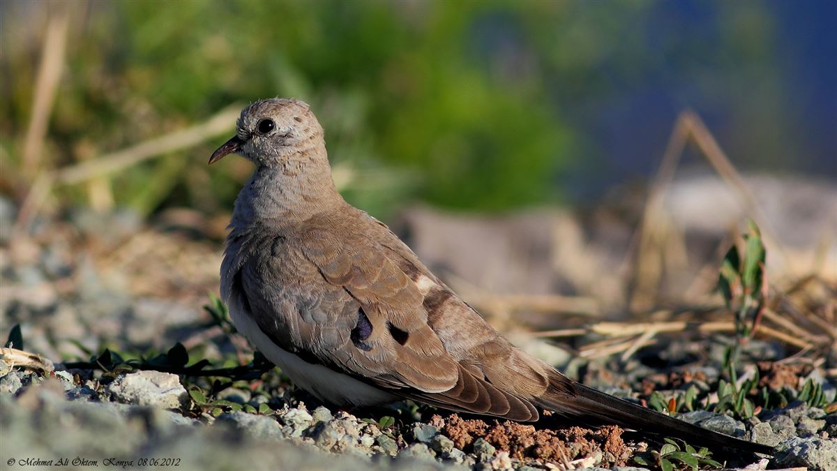 Namaqua Dove